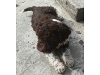lagotto romagnolo gumtree